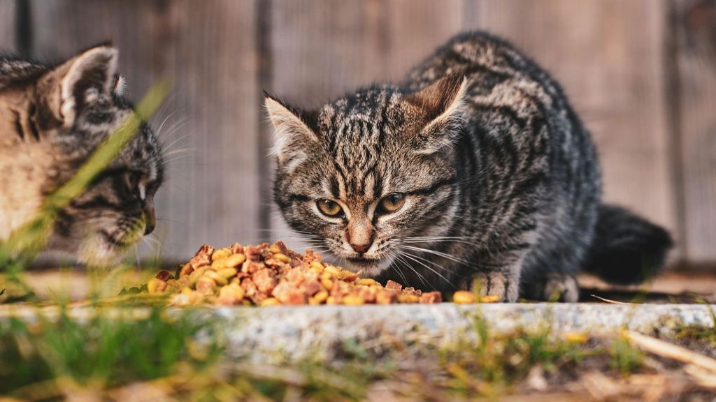 Gatos comiendo