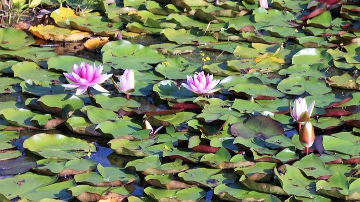Jacinto de agua. FUENTE: Pixabay