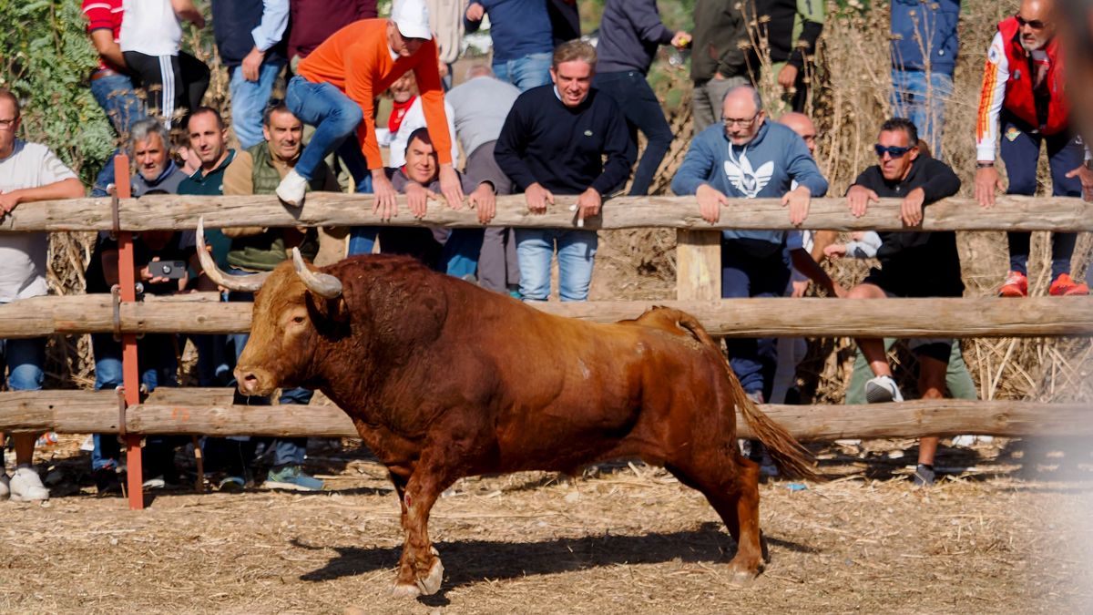 El Toro de la Vega ha corneado de gravedad a un mozo de 35 años