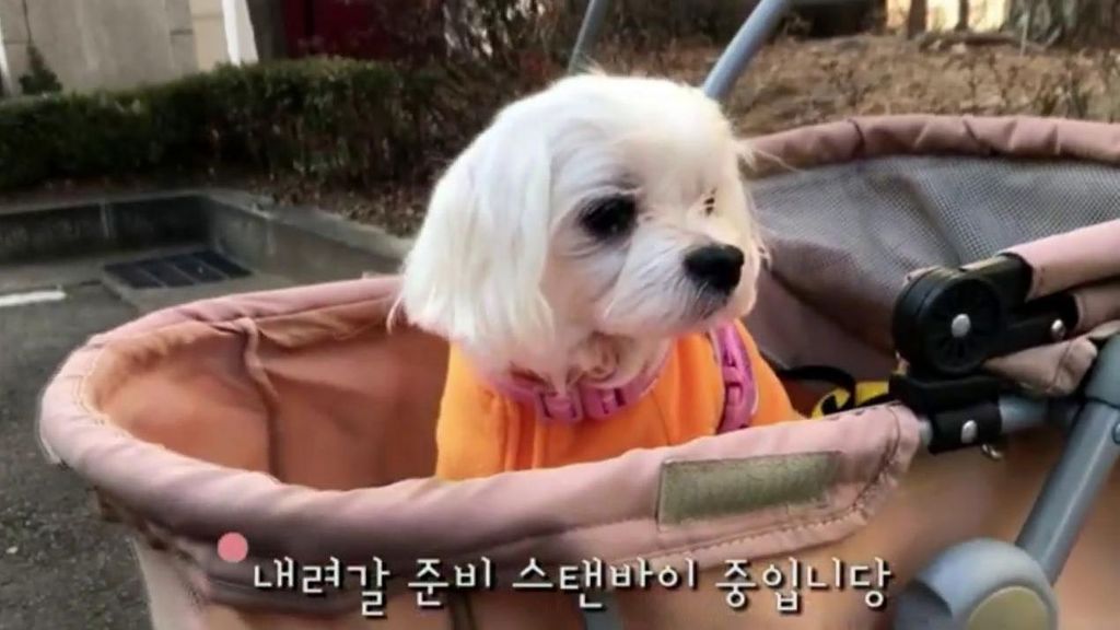 En Corea del Sur se venden más carritos para perros que para bebés