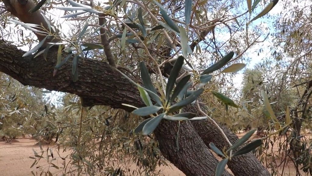 Olivar sin aceitunas