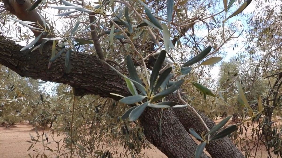 Olivar sin aceitunas