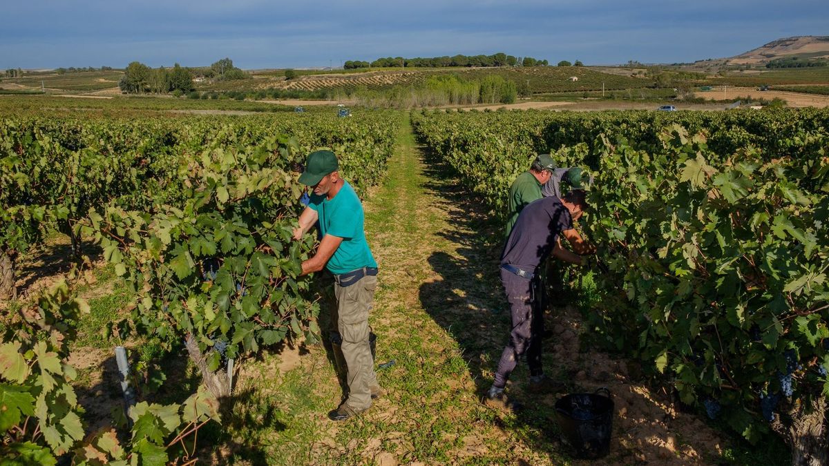 La vendimia de la Ribera del Duero se espera que sea inferior a la media