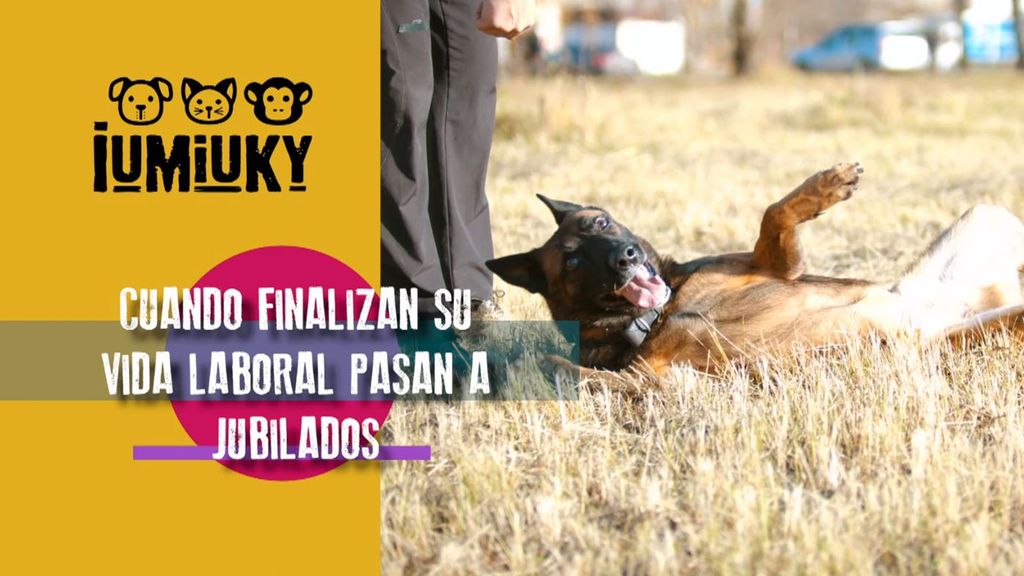 Guardia Civil: Adopción de un jubilado Iumiuky Temporada 3 Programa 233