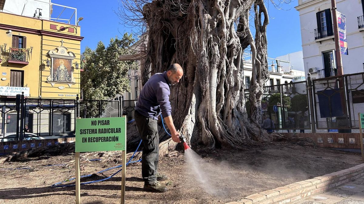 Un operario riega el ficus de San Jacinto en un intento de recuperar el ejemplar