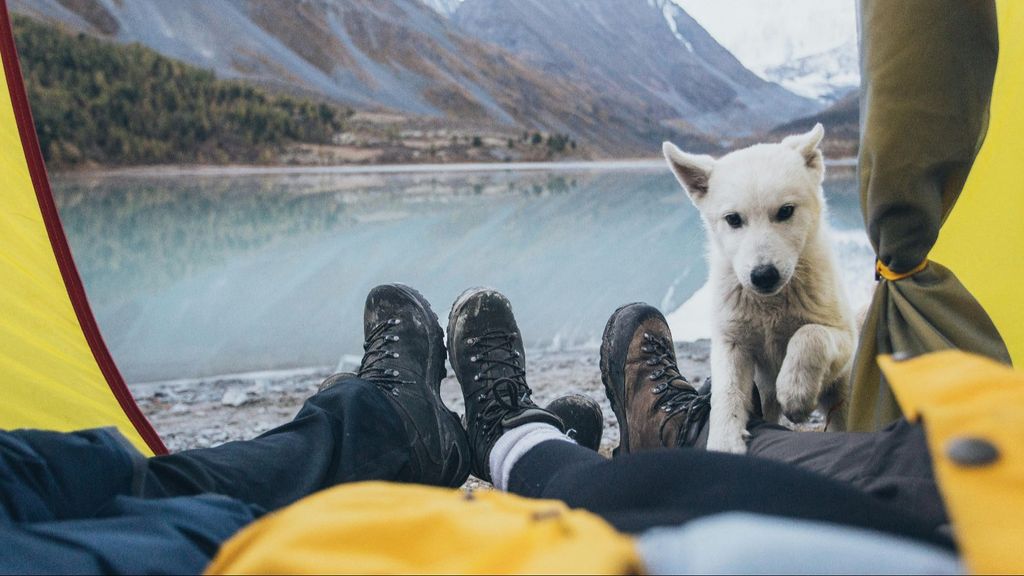 Viajar con mascotas