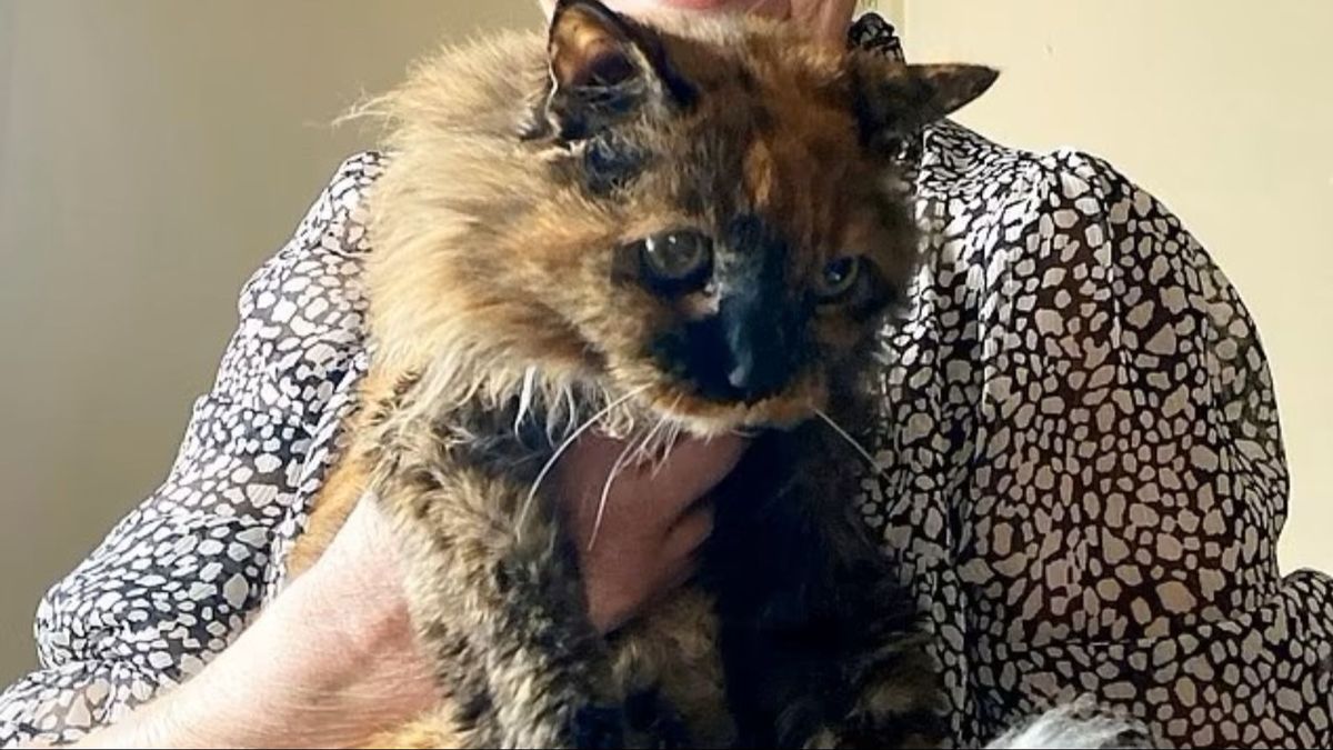 La gata Rosie ha fallecido a los 33 años