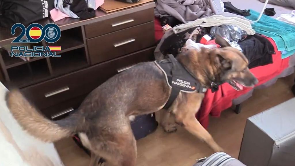 Perro policía durante el desarrollo de la operación