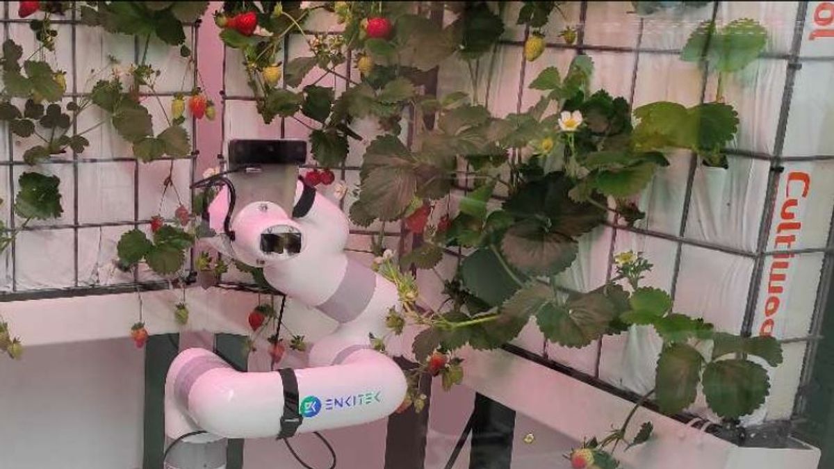 Robot que recoge fruta y verdura