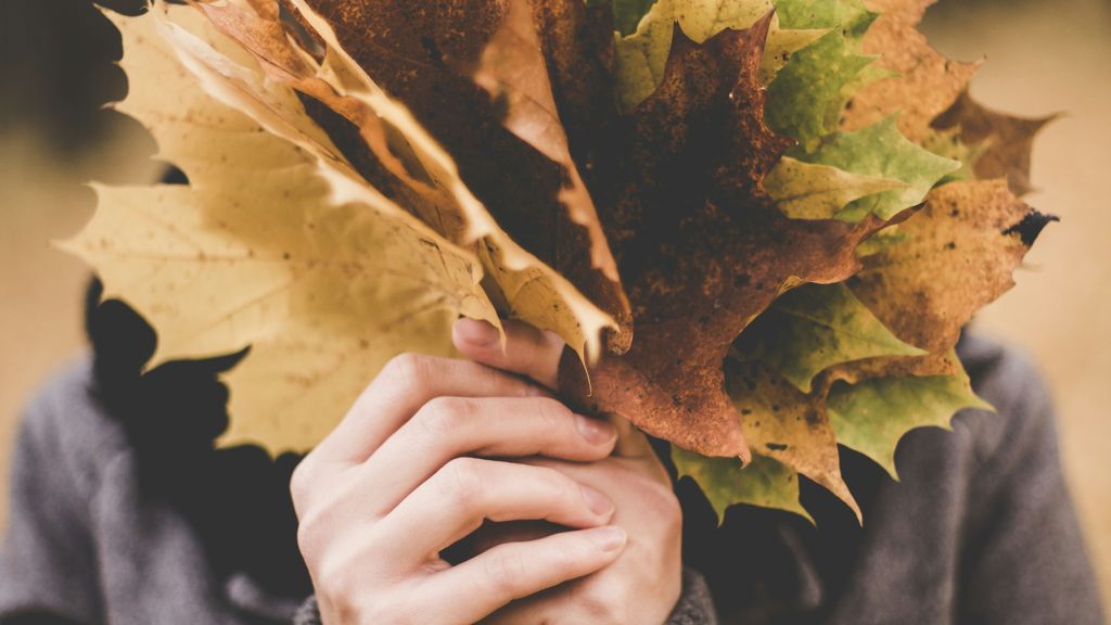 Hojas de otoño