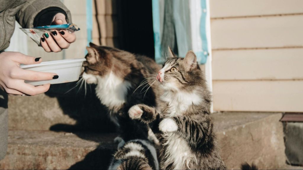 Mujer dando de comer gatos