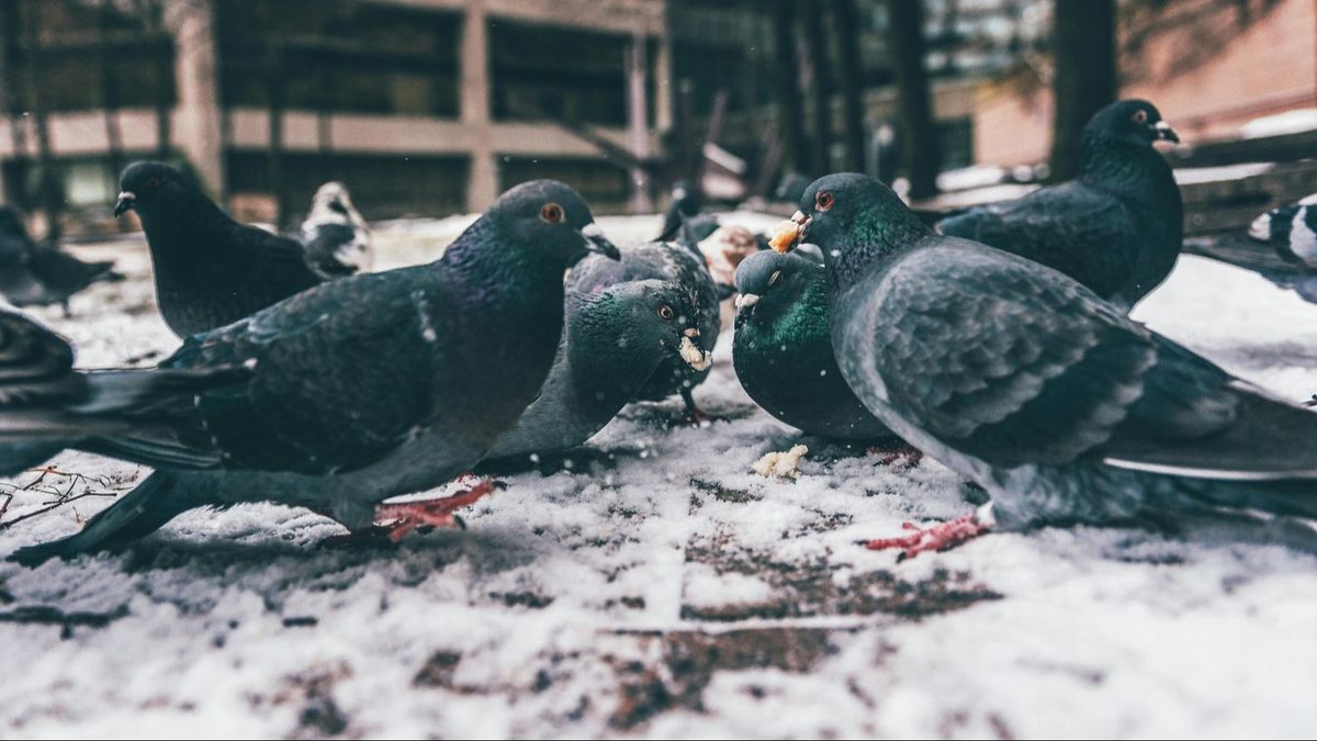 Palomas comiendo migas de pan