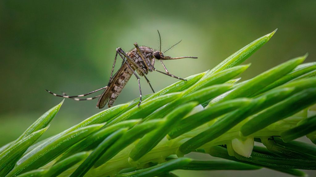 Primera muerte en Sevilla capital por el virus del Nilo