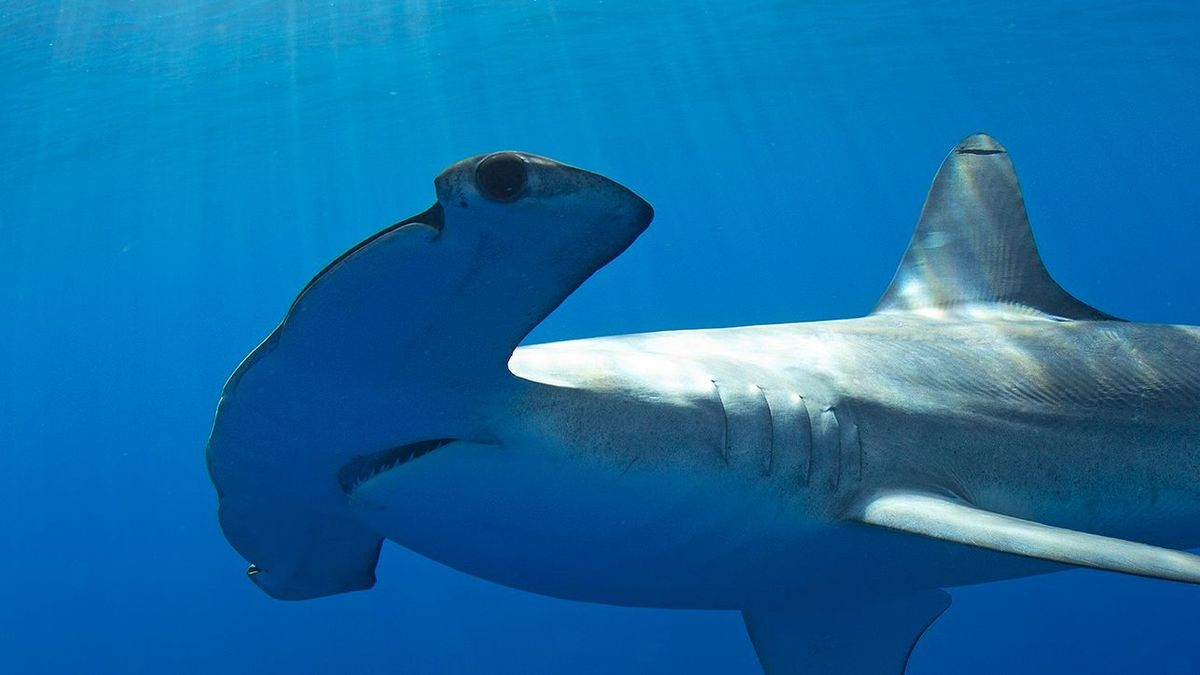 Un tiburón martillo rodea y aterroriza a un piragüista en la costa de La Palma