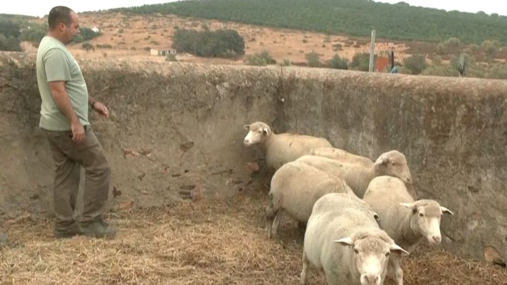 Yeiri, ganadero de Zalamea la Real, visita a su rebaño de ovejas