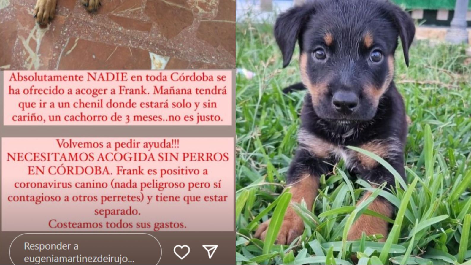 Frank, perro en adopción