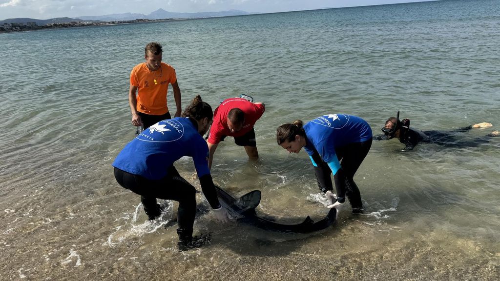 Tiburón Denia