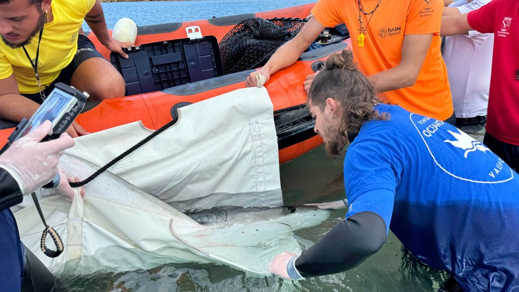 Veterinario del Oceanogràfic realizando un chequeo a la joven tintorera