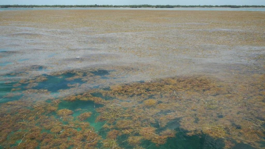 El mar, repleto de sargazo