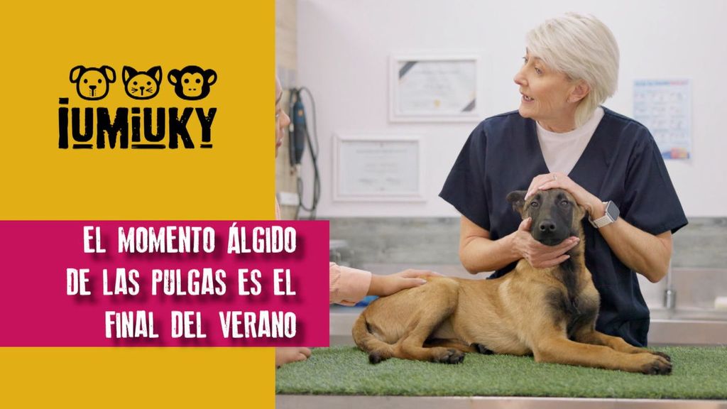 Pulgas y acupuntura Iumiuky Temporada 3 Programa 234