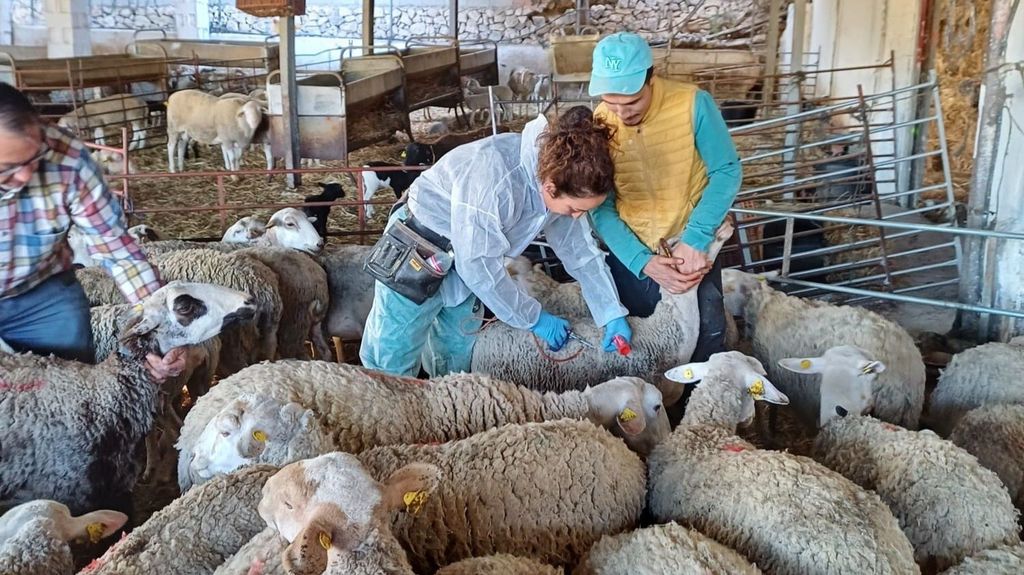 Trabajan en conseguir vacunas para evitar que el foco de lengua azul producido en Extremadura llegue a Castilla y León