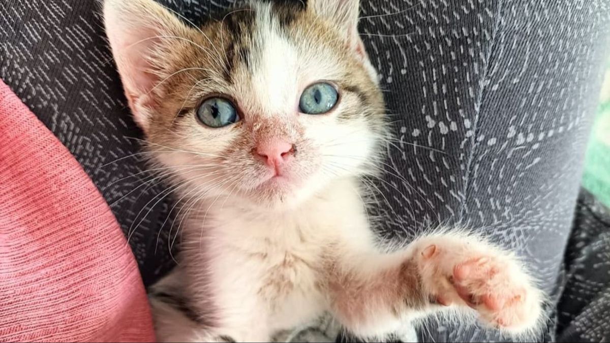 Un gatito en adopción de la asociación ALBA