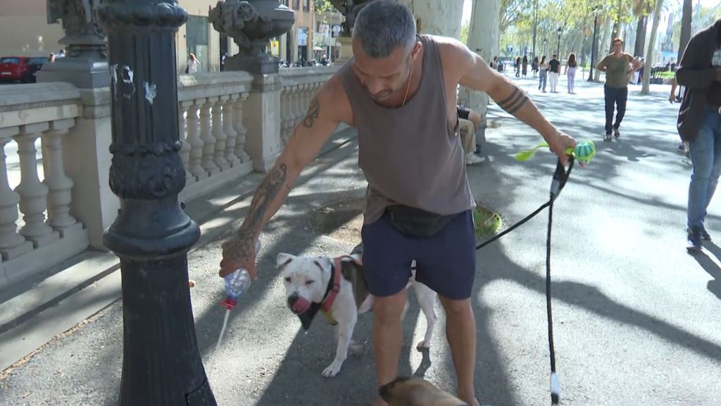 Barcelona multará a los dueños de perros que no limpien sus orines en las calles: "Huele a pipí"