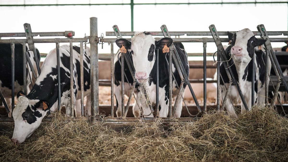 El ordeño de vacas lecheras: el principal foco de transmisión de la gripe aviar en Estados Unidos