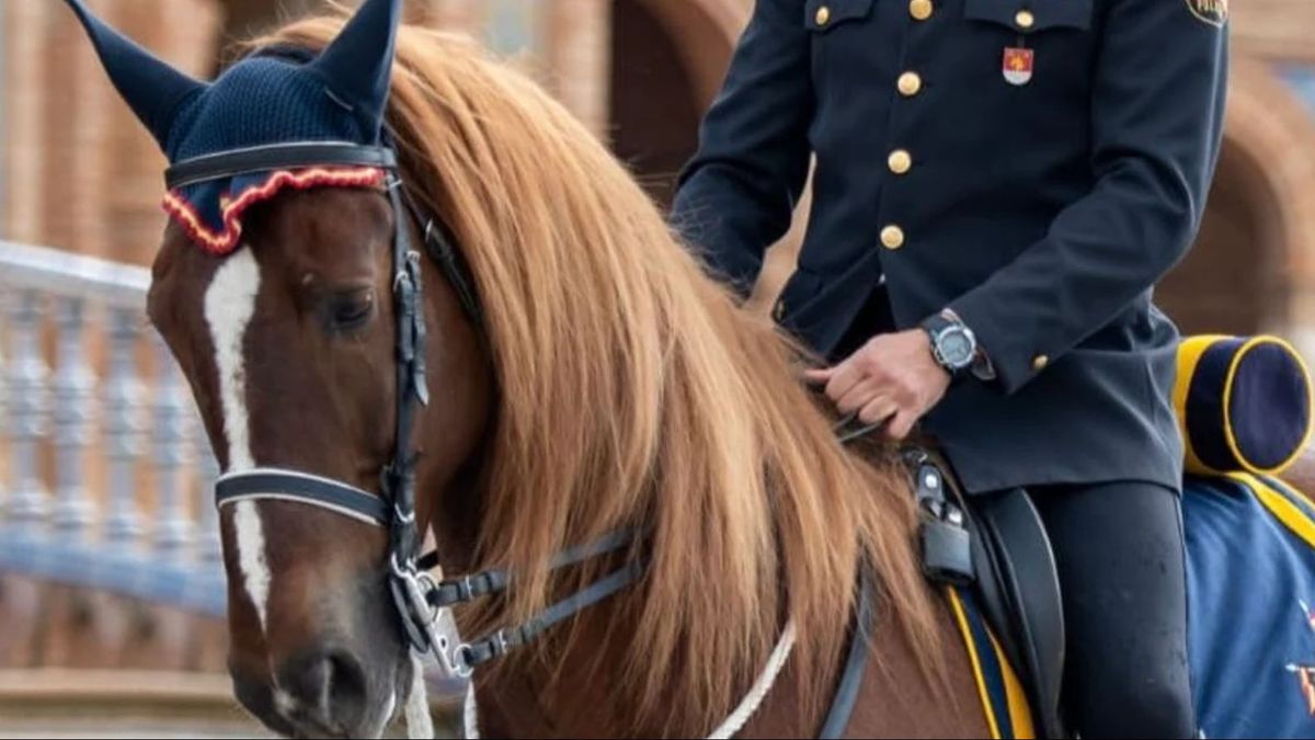 Pomo, el caballo al que la Dirección General de la Policía Nacional quiere sacrificar