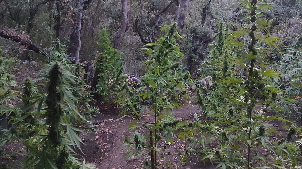 Desmantelan un bosque de marihuana en un espacio protegido de las montañas de Prades