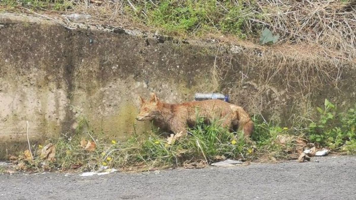 El zorro disecado colocado entre unos arbustos