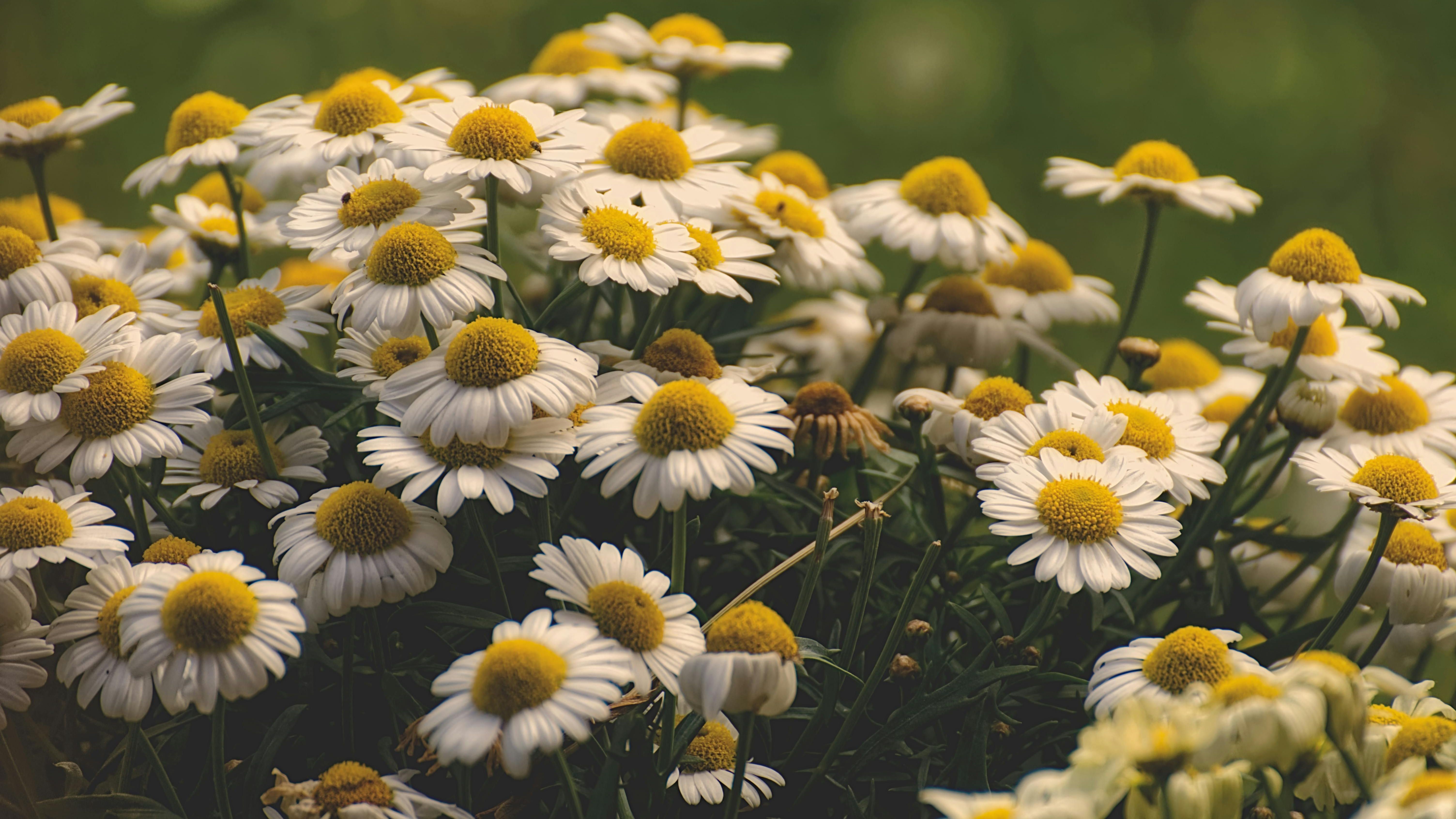 La manzanilla es conocida por sus propiedades medicinales. FUENTE: Pexels