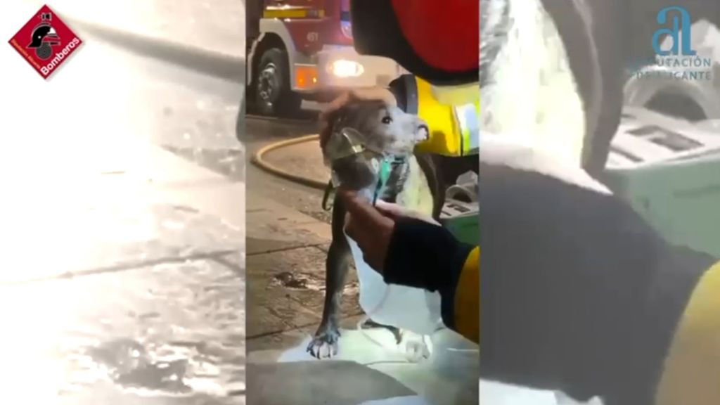 Los bomberos consiguieron salvar la vida del bull terrier aplicándole una máscara de oxígeno