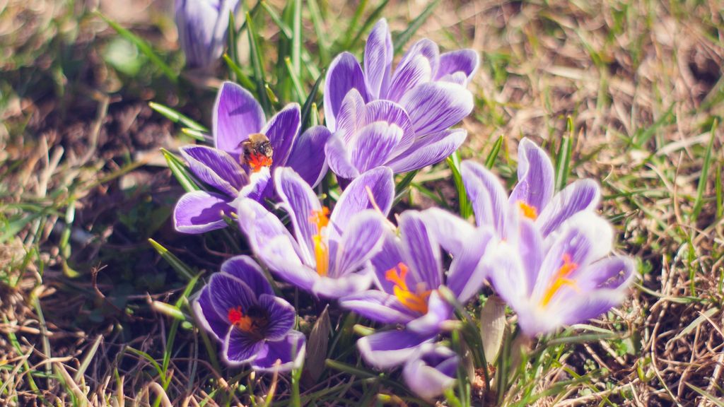 Flores de azafrán. FUENTE: Pexels