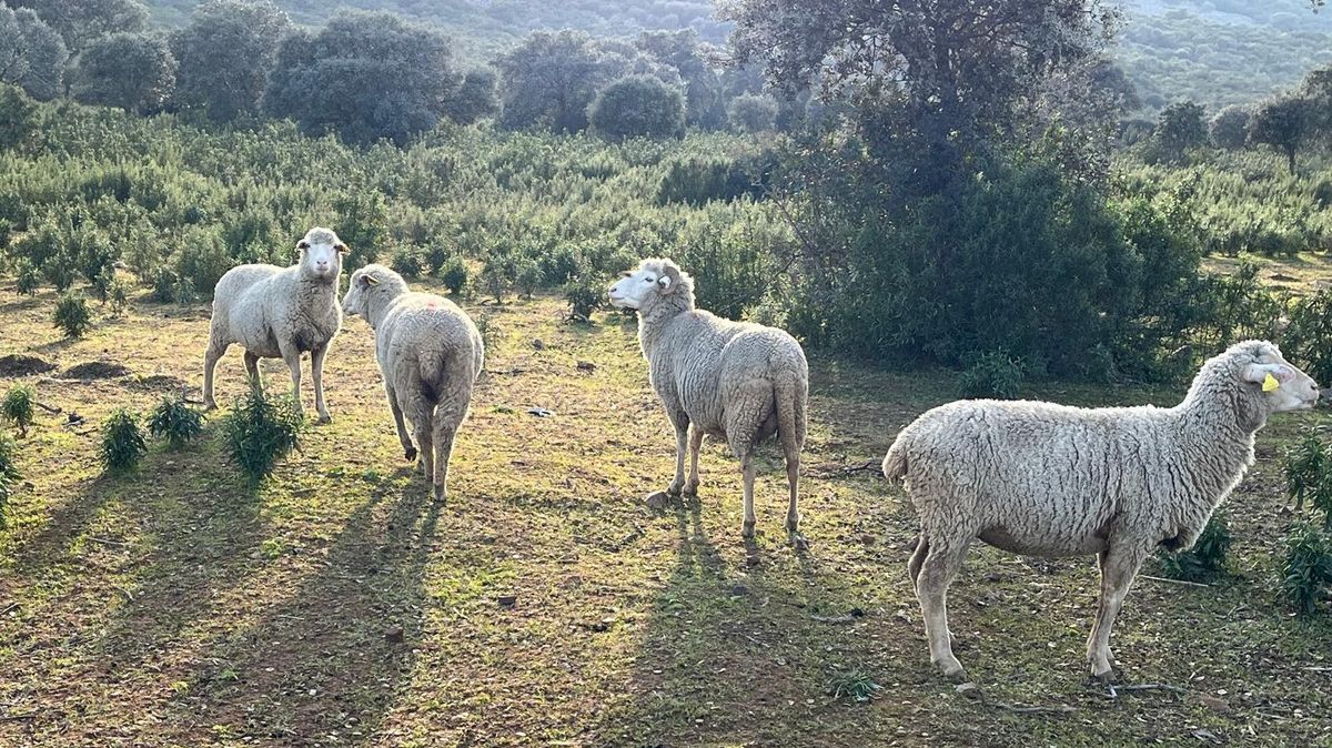 Agricultura confirma dos focos de lengua azul en Extremadura