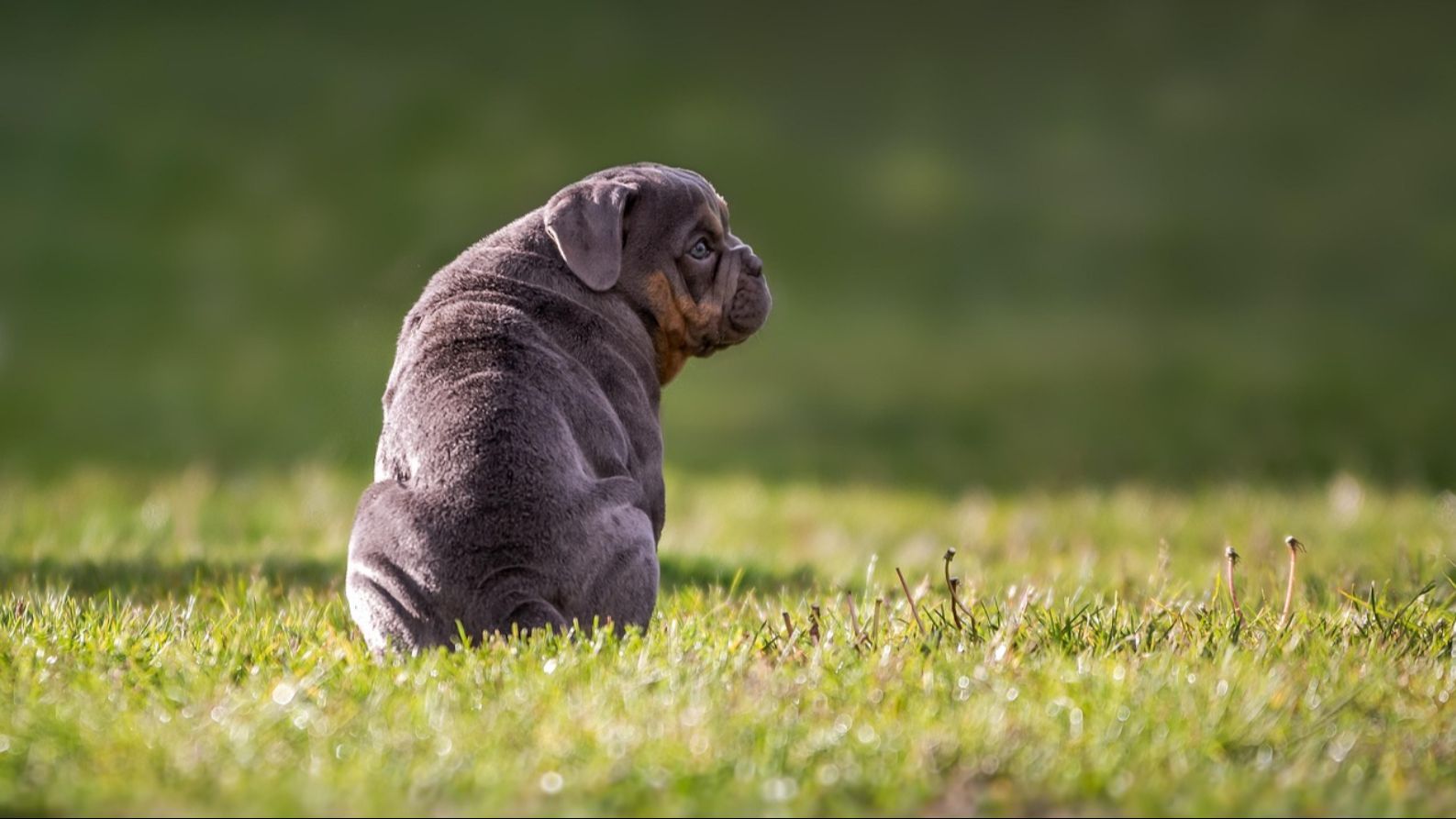 Un perrito de espaldas