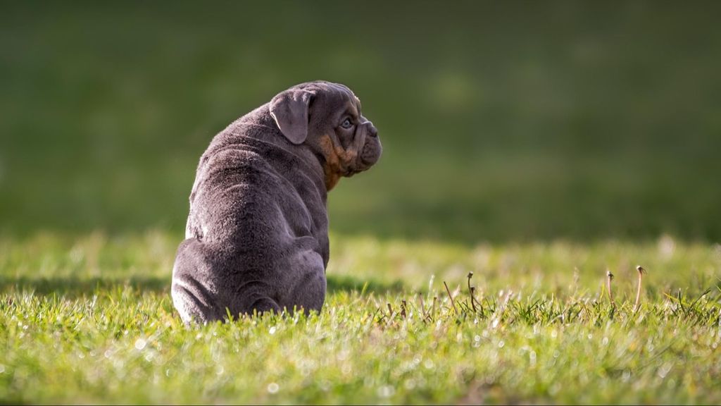 Un perrito de espaldas