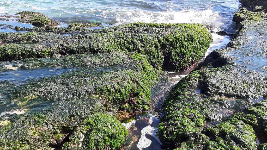 Ejemplares de Ulva australis en Agua Amarga (Alicante).