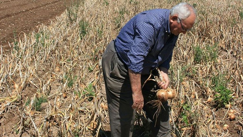 La Comunidad Valenciana lidera el envejecimiento del sector agrario