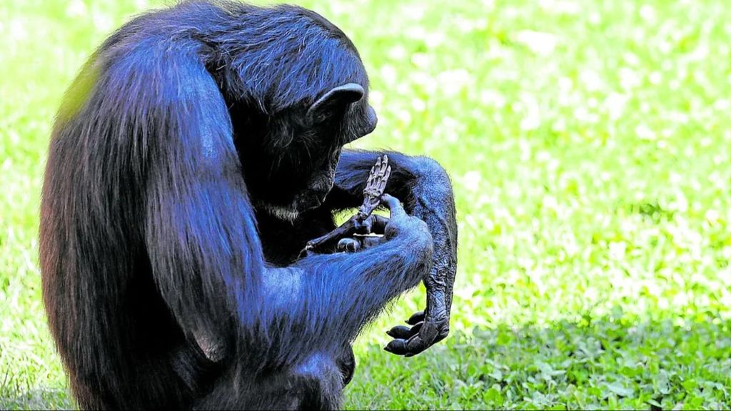 La chimpancé del Bioparc ha soltado el cadáver de su cría