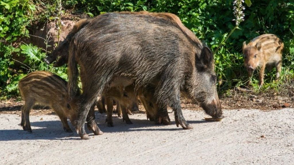 Jabalíes deambulando por entornos urbanos de Málaga