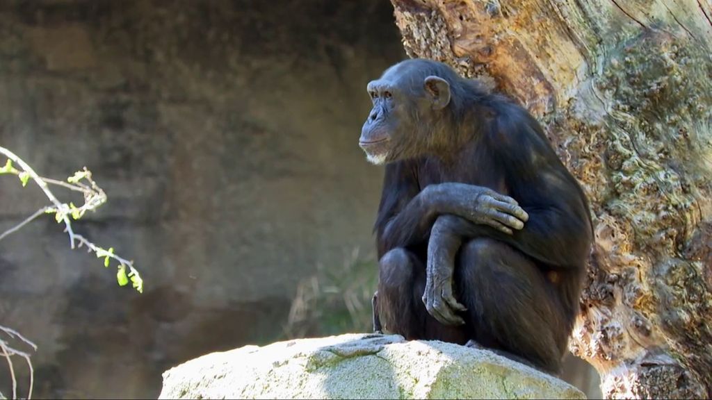 La chimpancé Natalia, sin el cadáver de su bebé