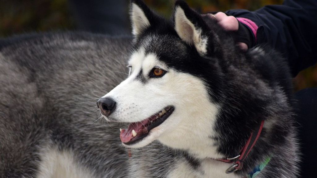 Un hombre, condenado a indemnizar a su expareja por no dejarle ver a su perro