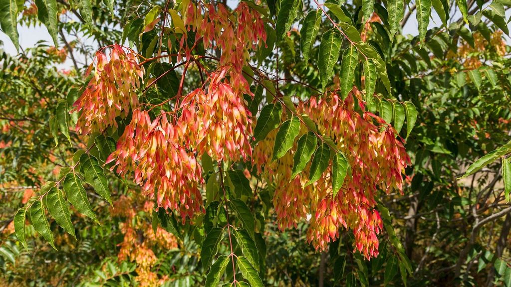 El árbol del cielo: la especie tóxica que se extiende por España Informativos Telecinco Tiempo de Flora 181