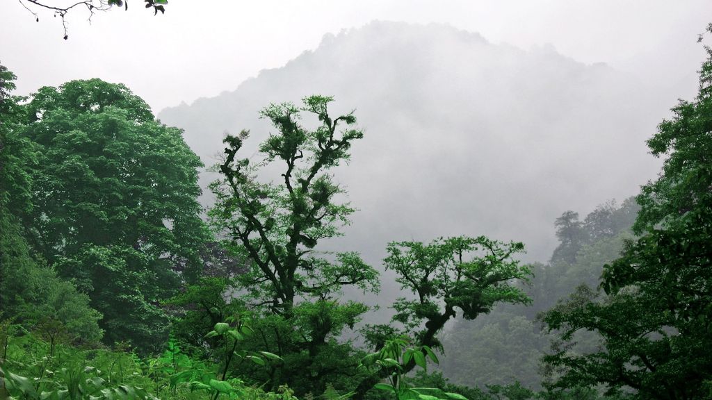 Bosque mixto hircano del Caspio