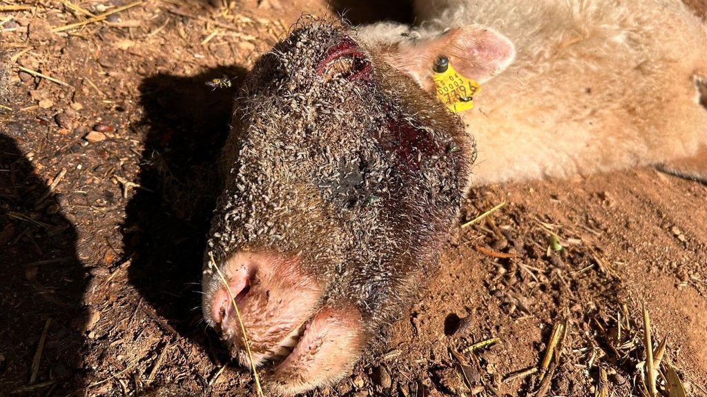 La finca de los horrores en Palma: un cementerio de animales moribundos