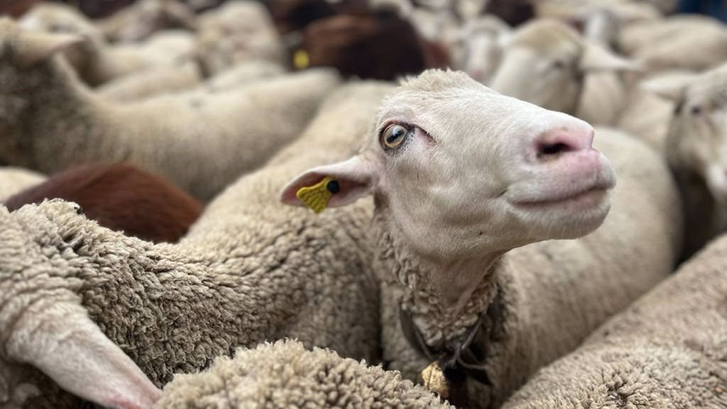 Huelva vacuna al ganado contra el virus de la lengua azul como medida urgente contra la propagación