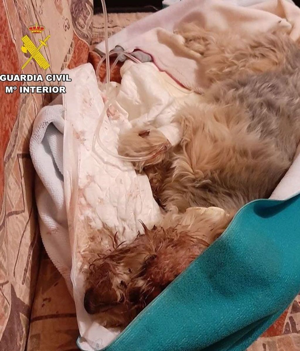 Perro herido tras ser atropellado por una persona en Hellín