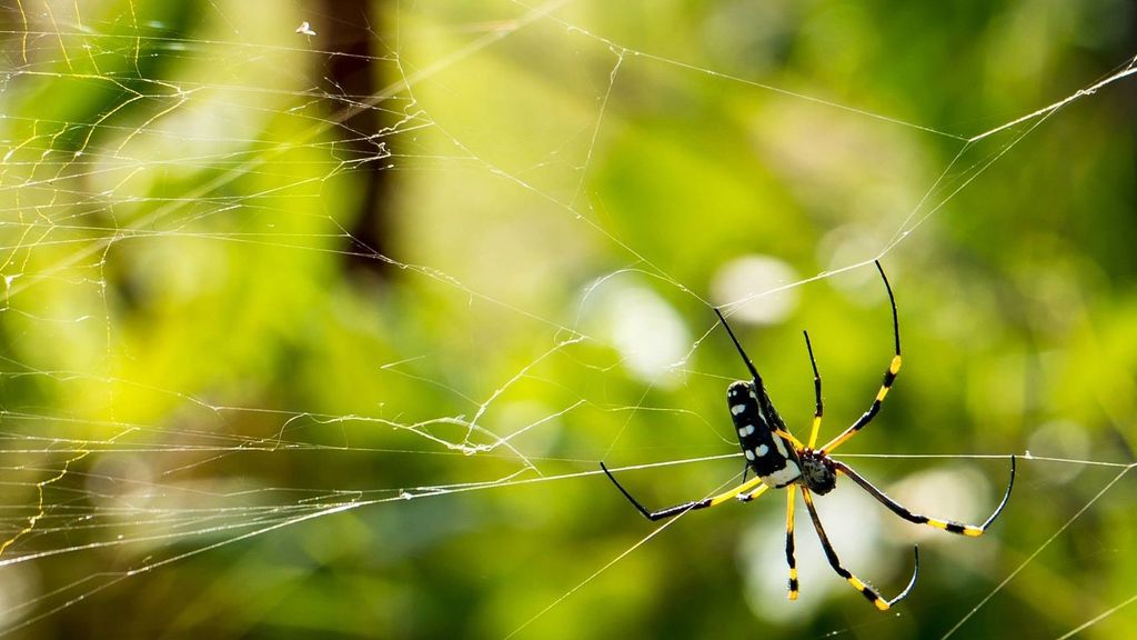 Es más probable morir por la mordedura de un humano que de una araña Informativos Telecinco Tiempo de Flora 182