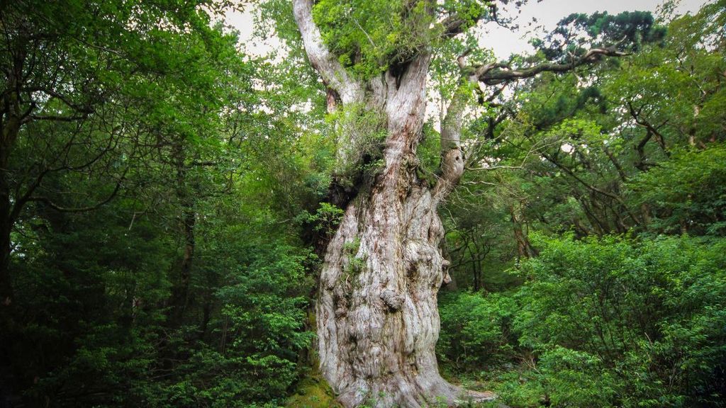 Un árbol del bosque de Yakushima, en Japón